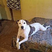 Tootsie is registered to the contest to win money with this photo: dog, white_dog, brown_patches, lying_down, bed, bedspread, patterned_bedspread, wooden_floor, blanket, yellow_wall, indoor, pet, canine, animal, resting, looking_at_camera, old_room, door, relaxed, domestic