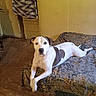 dog, white_dog, brown_patches, lying_down, bed, bedspread, patterned_bedspread, wooden_floor, blanket, yellow_wall, indoor, pet, canine, animal, resting, looking_at_camera, old_room, door, relaxed, domestic
