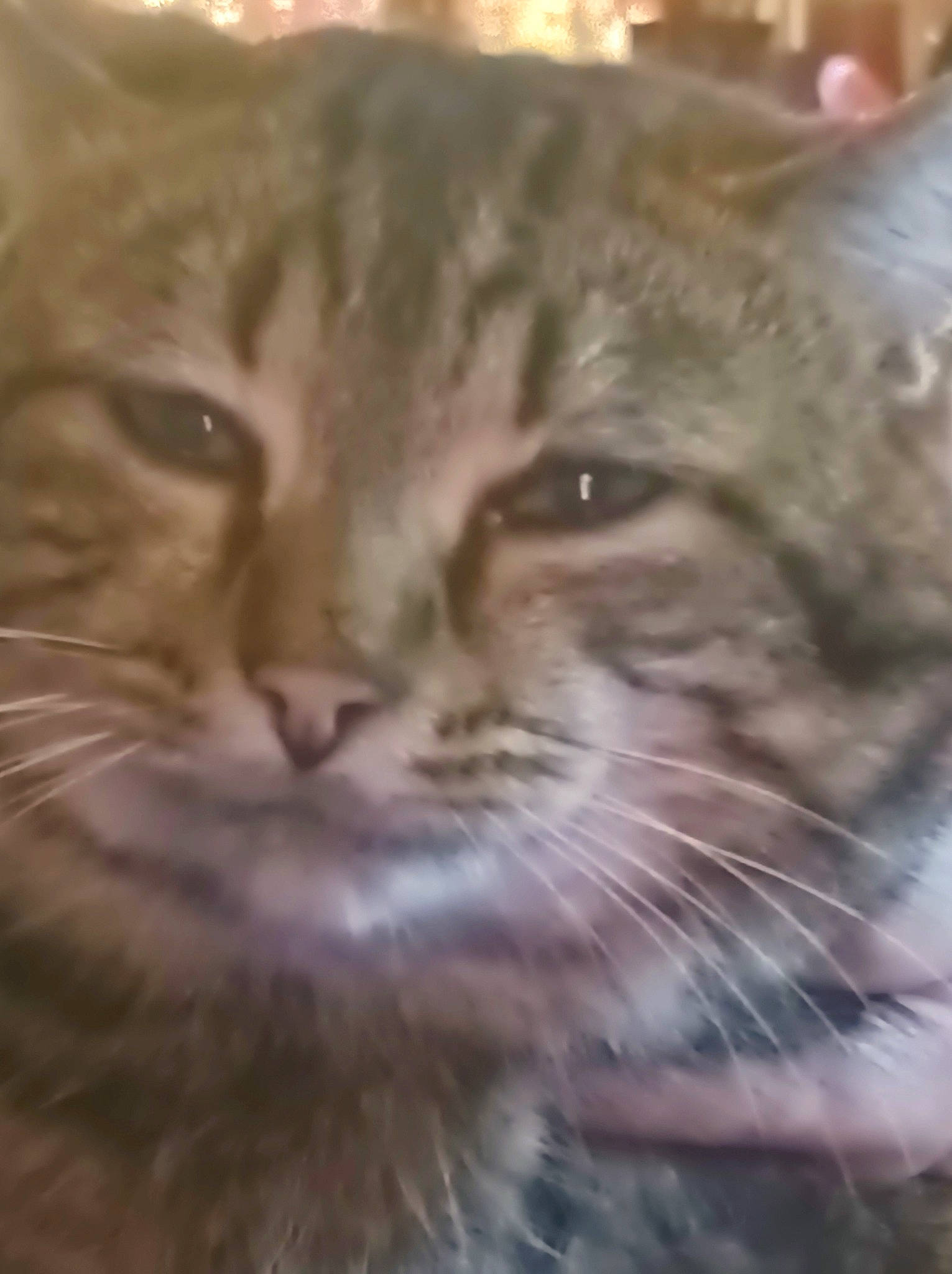 Tigrou a rejoint le concours — aidez-le/la à gagner de superbes lots ! carnivore, cat, close_up, domestic_short_haired_cat, ear, felidae, fur, mammal, small_to_medium_sized_cats, terrestrial_animal, vertebrate, whiskers