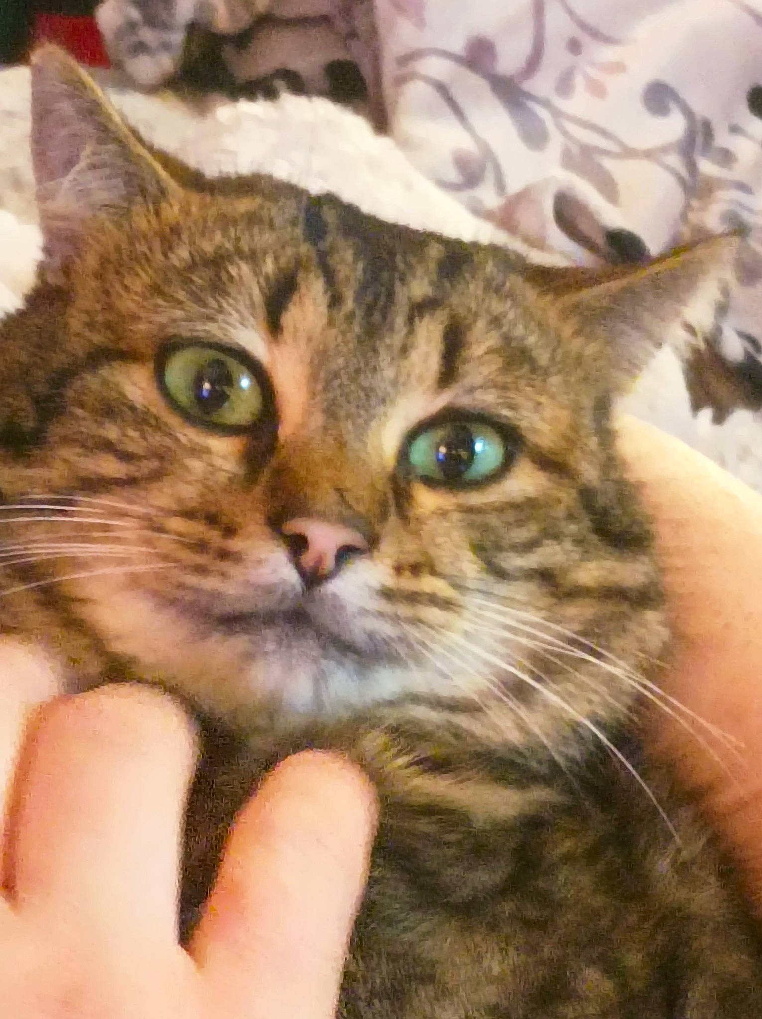 Tigrou participe au concours pour gagner de l'argent avec cette photo : carnivore, cat, domestic_short_haired_cat, ear, felidae, fur, gesture, small_to_medium_sized_cats, snout, whiskers