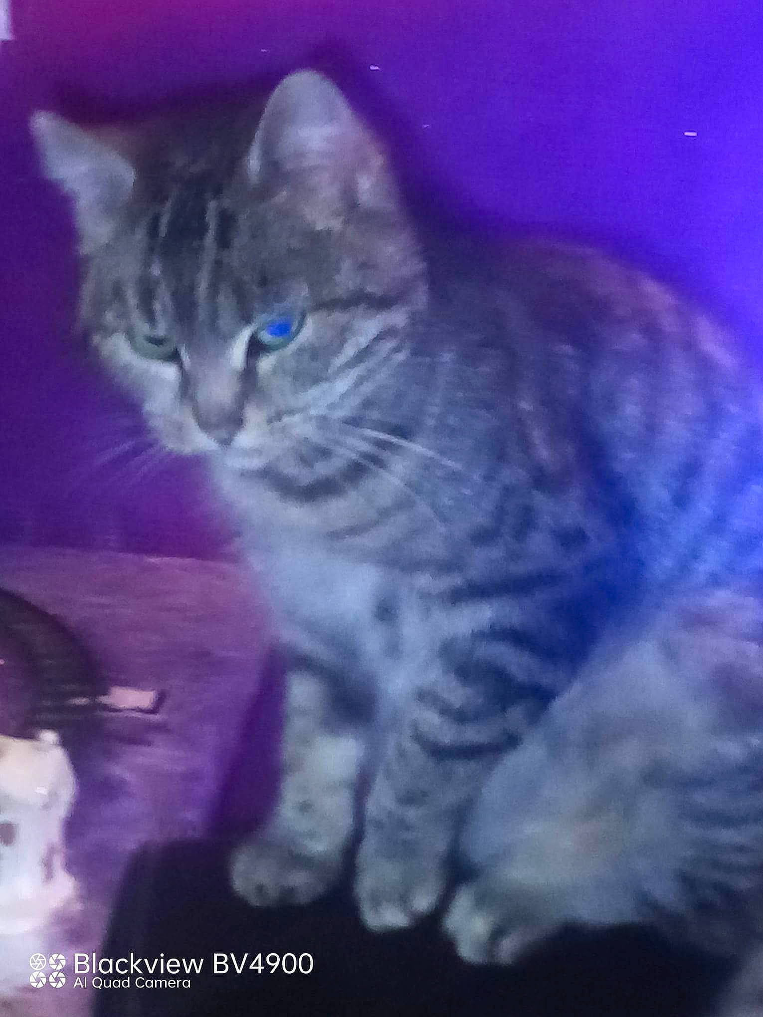 Bella participe au concours pour gagner de l'argent avec cette photo : carnivore, cat, darkness, domestic_short_haired_cat, electric_blue, event, felidae, fur, iris, magenta, midnight, paw, photo_caption, purple, sky, small_to_medium_sized_cats, snout, tail, terrestrial_animal, whiskers