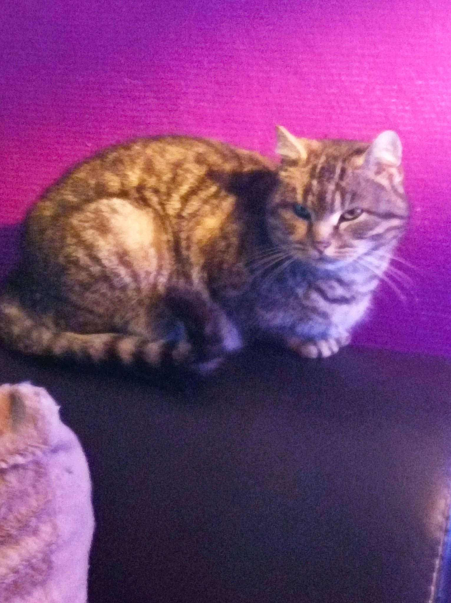 Bella a rejoint le concours — aidez-le/la à gagner de superbes lots ! art, carnivore, cat, domestic_short_haired_cat, electric_blue, felidae, fur, paw, plant, small_to_medium_sized_cats, snout, tail, terrestrial_animal, whiskers, wildlife, window