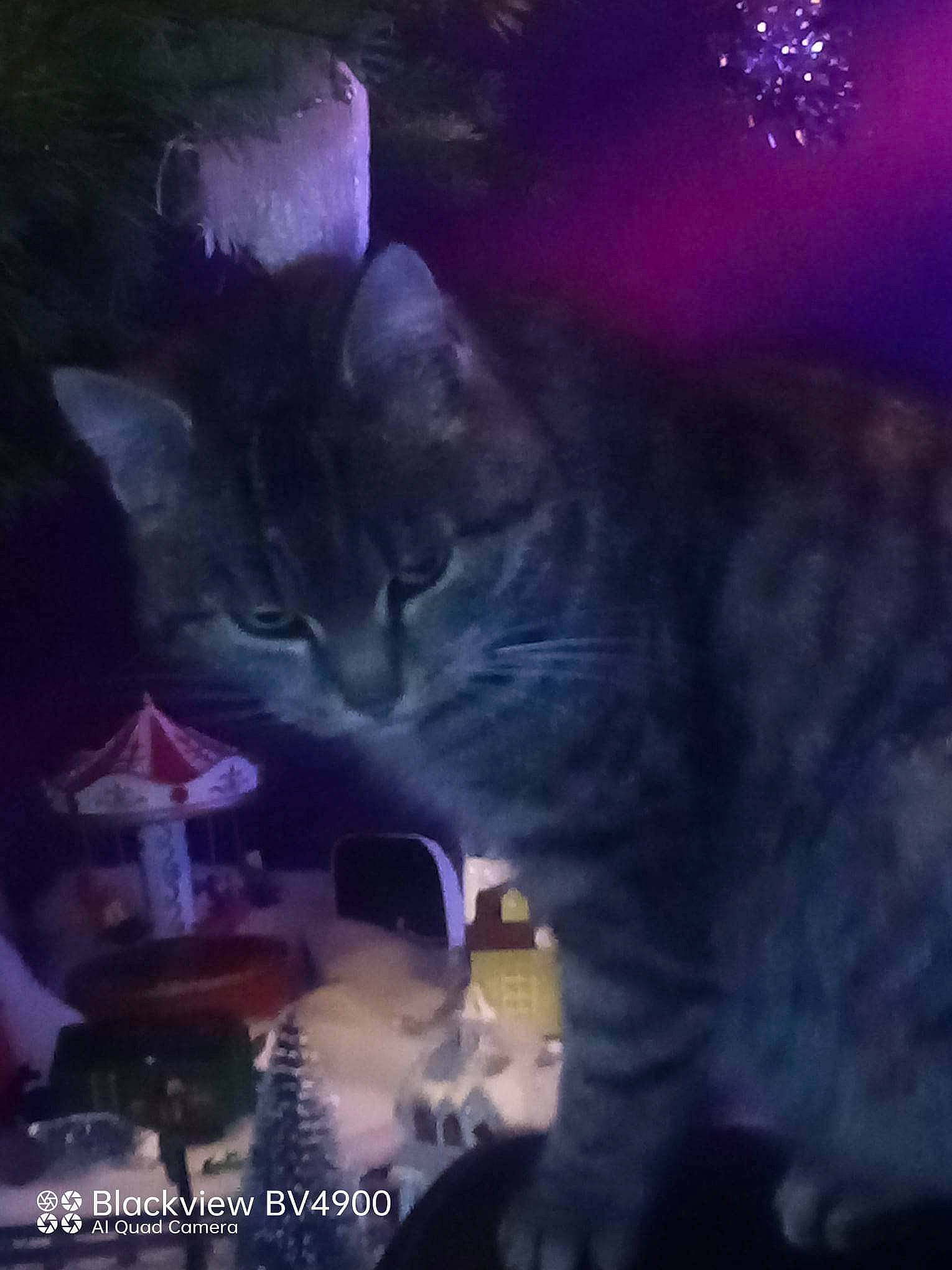 Bella a rejoint le concours — aidez-le/la à gagner de superbes lots ! carnivore, cat, darkness, electric_blue, entertainment, event, felidae, magenta, midnight, music_venue, night, performance, performing_arts, plant, purple, sky, small_to_medium_sized_cats, space, violet, whiskers