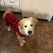 Tony joined the competition — help win amazing prizes! adorable, animal, brown, cabinet, canine, clothing, curious, dog, domestic_animal, floor, fur, indoor, kitchen, looking_up, pet, puppy, red_plaid, tile_floor, white, young_dog