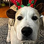 Tony is registered to the contest to win money with this photo: animal, antlers, carpet, christmas, closeup, cute, decor, dog, face, festive, furniture, holiday, indoor, indoors, living_room, pet, portrait, reindeer_antlers, table, white_dog