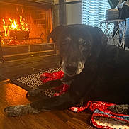 Harley joined the competition — help win amazing prizes! dog, fireplace, blanket, wooden_floor, window, blinds, plant, pot, indoor, cozy, warm_light, decor, relaxed, resting, animal, pet, home, floor_rug, furniture, living_room