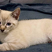 Tao participe au concours pour gagner de l'argent avec cette photo : kitten, cat, blue_eyes, lying_down, fur, whiskers, ears, paws, blanket, indoor, pet, animal, cute, young, resting, feline, soft_texture, close_up, domestic_animal, curious