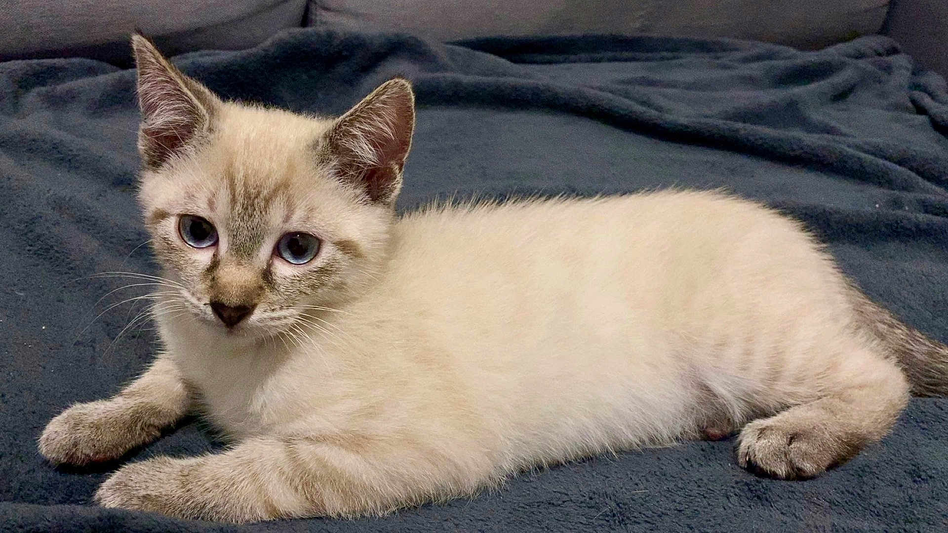 Tao participe au concours pour gagner de l'argent avec cette photo : kitten, cat, blue_eyes, lying_down, fur, whiskers, ears, paws, blanket, indoor, pet, animal, cute, young, resting, feline, soft_texture, close_up, domestic_animal, curious