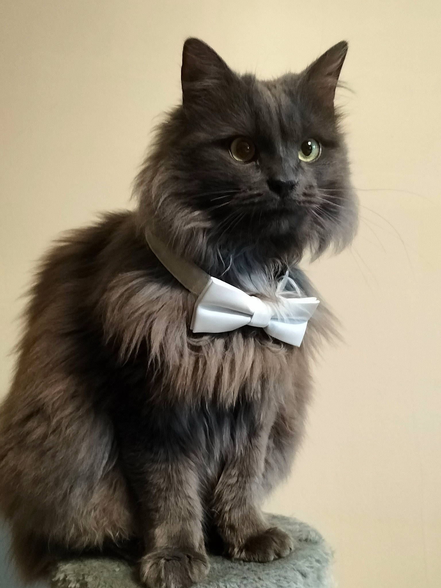 Bouboule participe au concours pour gagner de l'argent avec cette photo : black_cat, british_longhair, carnivore, cat, claw, felidae, fur, grey, monochrome_photography, sitting, small_to_medium_sized_cats, snout, tail, terrestrial_animal, whiskers