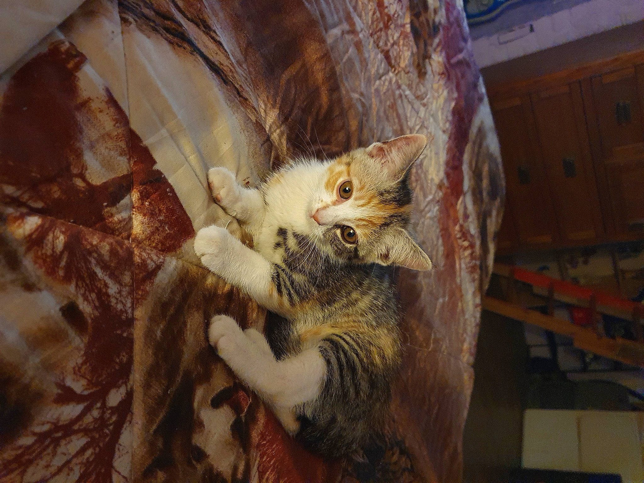 Loona participe au concours pour gagner de l'argent avec cette photo : carnivore, cat, claw, comfort, domestic_short_haired_cat, fawn, felidae, fur, paw, small_to_medium_sized_cats, snout, tail, terrestrial_animal, whiskers, wildlife, window, wood