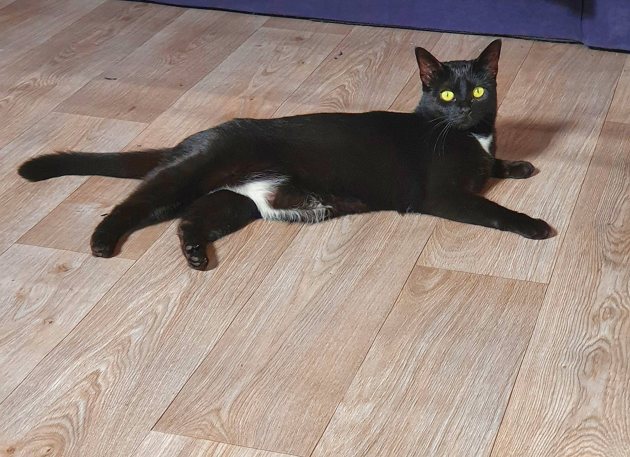 Kitty a rejoint le concours — aidez-le/la à gagner de superbes lots ! black_cat, carnivore, cat, claw, comfort, domestic_short_haired_cat, felidae, floor, flooring, fur, hardwood, laminate_flooring, paw, small_to_medium_sized_cats, tail, terrestrial_animal, whiskers, wood, wood_flooring, wood_stain