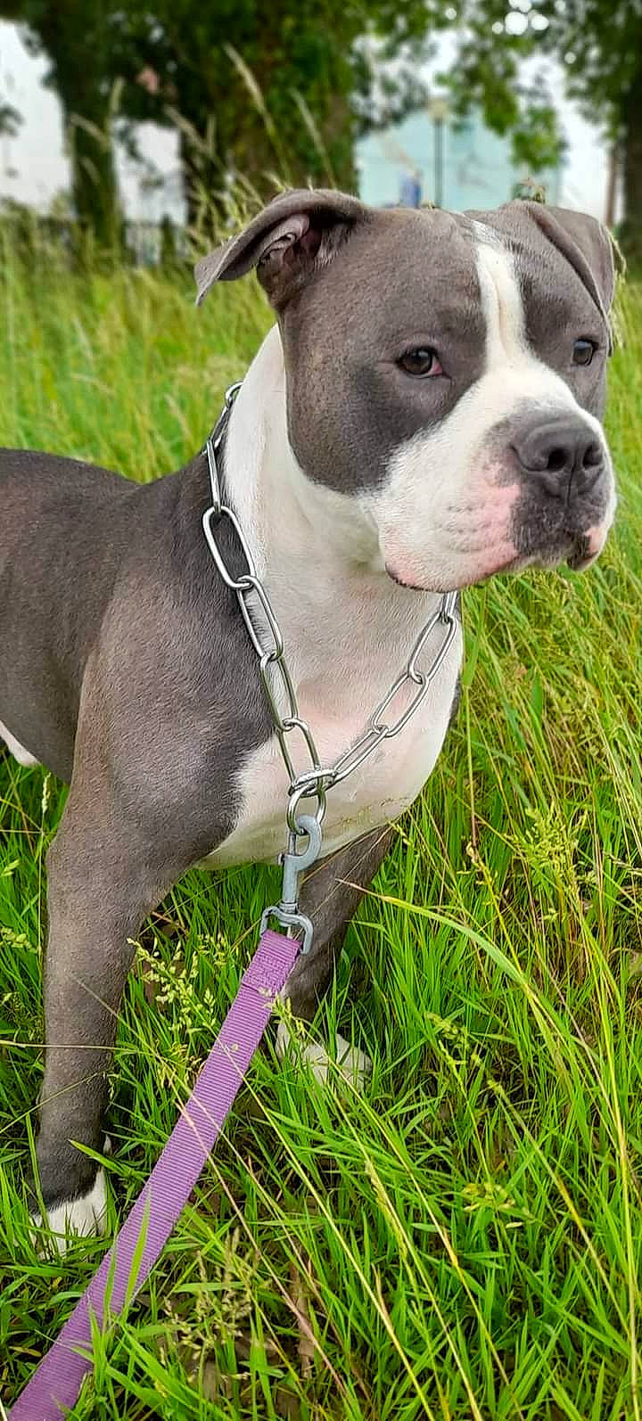 Reich a rejoint le concours — aidez-le/la à gagner de superbes lots ! canidae, carnivore, collar, companion_dog, dog, dog_breed, dog_collar, fawn, grass, grassland, leash, non_sporting_group, pet_supply, plant, snout, sporting_group, terrestrial_animal, whiskers, working_animal, working_dog