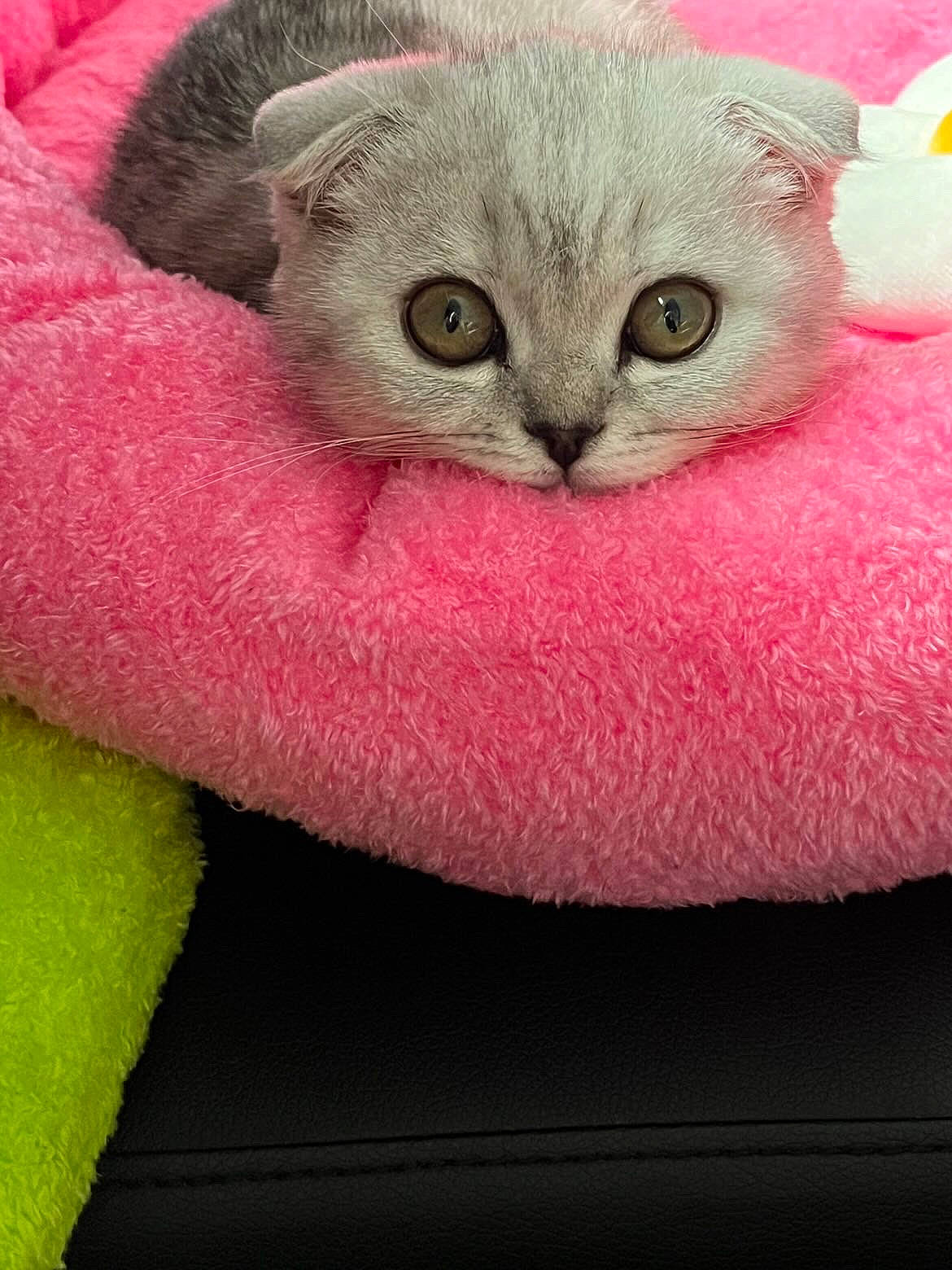 Nemesis is registered to the contest to win money with this photo: adorable, animal, cat, close_up, cute, eyes, face, fluffy, fur, indoors, kitten, nose, pet, pink_cushion, relaxed, resting, scottish_fold, small, soft_texture, whiskers