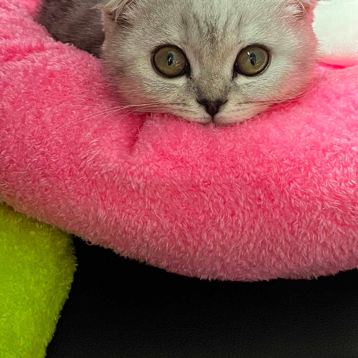 Nemesis