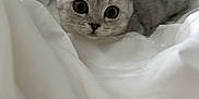 Nemesis joined the competition — help win amazing prizes! animal, bed, cat, close_up, cozy, curious, cute, domestic_cat, feline, fur, indoor, knitted_blanket, pet, resting, scottish_fold, small_animal, soft_lighting, whiskers, white_bedspread, wide_eyes