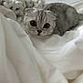 animal, bed, cat, close_up, cozy, curious, cute, domestic_cat, feline, fur, indoor, knitted_blanket, pet, resting, scottish_fold, small_animal, soft_lighting, whiskers, white_bedspread, wide_eyes