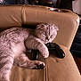 Nemesis joined the competition — help win amazing prizes! animal, cat, comfort, controller, couch, cozy, cute, feline, fur, game_controller, home, indoor, leather, nap, paw, pet, relaxed, rest, sleeping, toy