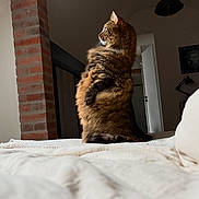 Sally participe au concours pour gagner de l'argent avec cette photo : cat, tabby, fluffy, bed, indoor, brick_pillar, furniture, lamp, door, cozy, animal, pet, fur, whiskers, portrait, side_view, domestic, mammal, resting, curious