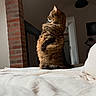 cat, tabby, fluffy, bed, indoor, brick_pillar, furniture, lamp, door, cozy, animal, pet, fur, whiskers, portrait, side_view, domestic, mammal, resting, curious