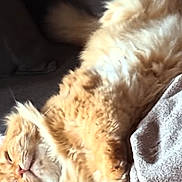 Sam participe au concours pour gagner de l'argent avec cette photo : cat, orange_cat, fluffy, relaxed, sleepy, couch, gray_couch, blanket, indoor, pet, feline, fur, paw, resting, cozy, domestic_animal, whiskers, cute, animal, lazy