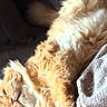cat, orange_cat, fluffy, relaxed, sleepy, couch, gray_couch, blanket, indoor, pet, feline, fur, paw, resting, cozy, domestic_animal, whiskers, cute, animal, lazy