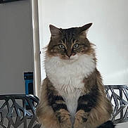 Pastille participe au concours pour gagner de l'argent avec cette photo : cat, fluffy, indoor, sitting, reflective_surface, modern_chair, feline, portrait, long_hair, tabby, white_paws, tail, green_eyes, calm, pet, animal, household, furniture, domestic, curious
