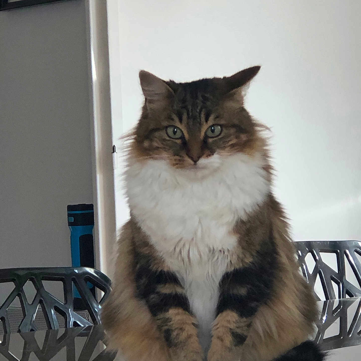 Pastille participe au concours pour gagner de l'argent avec cette photo : animal, calm, cat, curious, domestic, feline, fluffy, furniture, green_eyes, household, indoor, long_hair, modern_chair, pet, portrait, reflective_surface, sitting, tabby, tail, white_paws