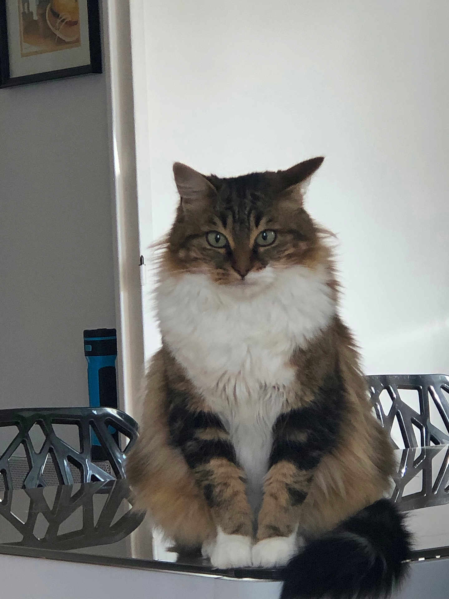 Pastille participe au concours pour gagner de l'argent avec cette photo : cat, fluffy, indoor, sitting, reflective_surface, modern_chair, feline, portrait, long_hair, tabby, white_paws, tail, green_eyes, calm, pet, animal, household, furniture, domestic, curious