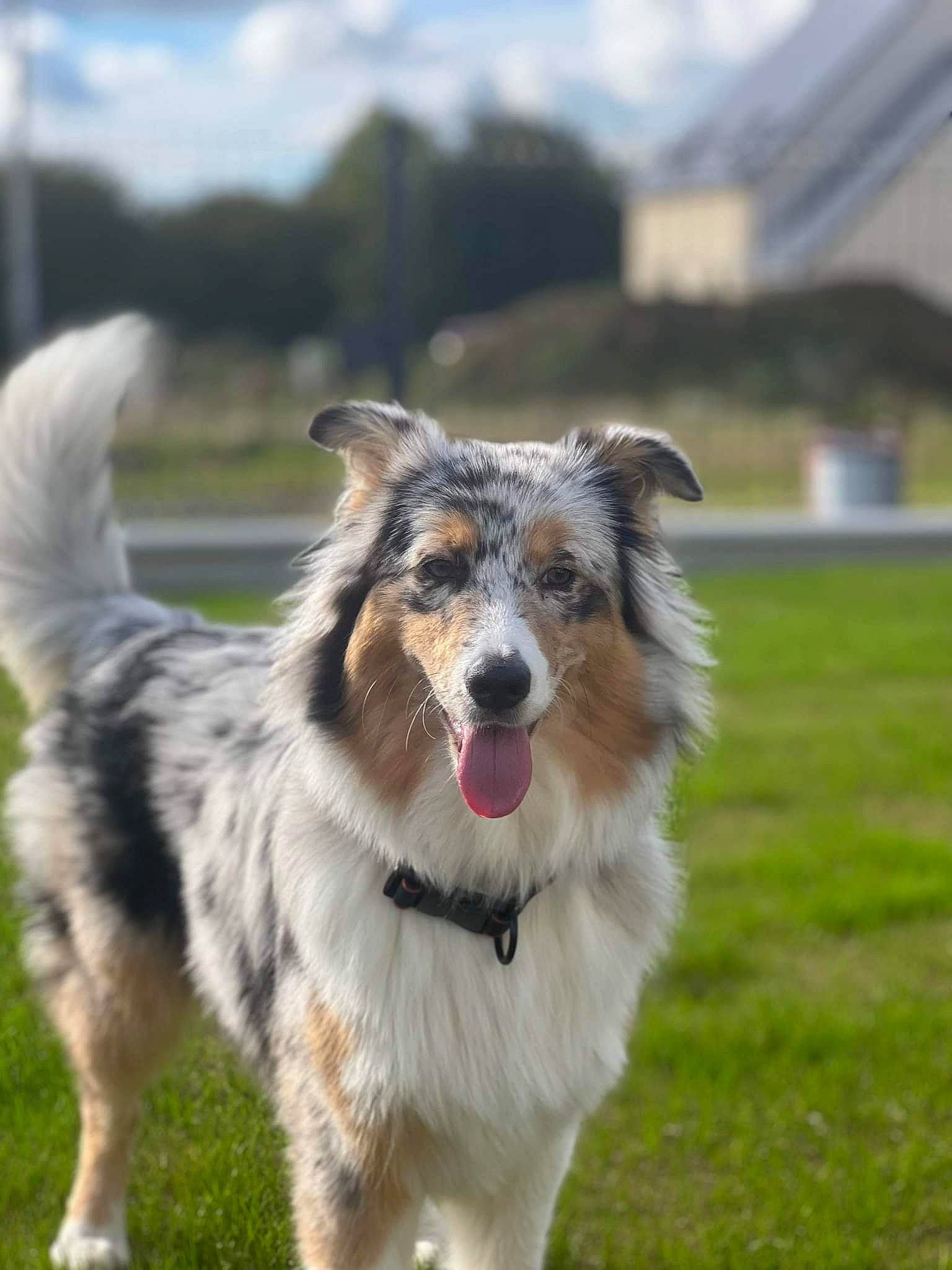 Cheyenne a rejoint le concours — aidez-le/la à gagner de superbes lots ! canidae, carnivore, cloud, collar, companion_dog, dog, dog_breed, grass, herding_dog, plant, sky, snout, sporting_group, terrestrial_animal, working_dog
