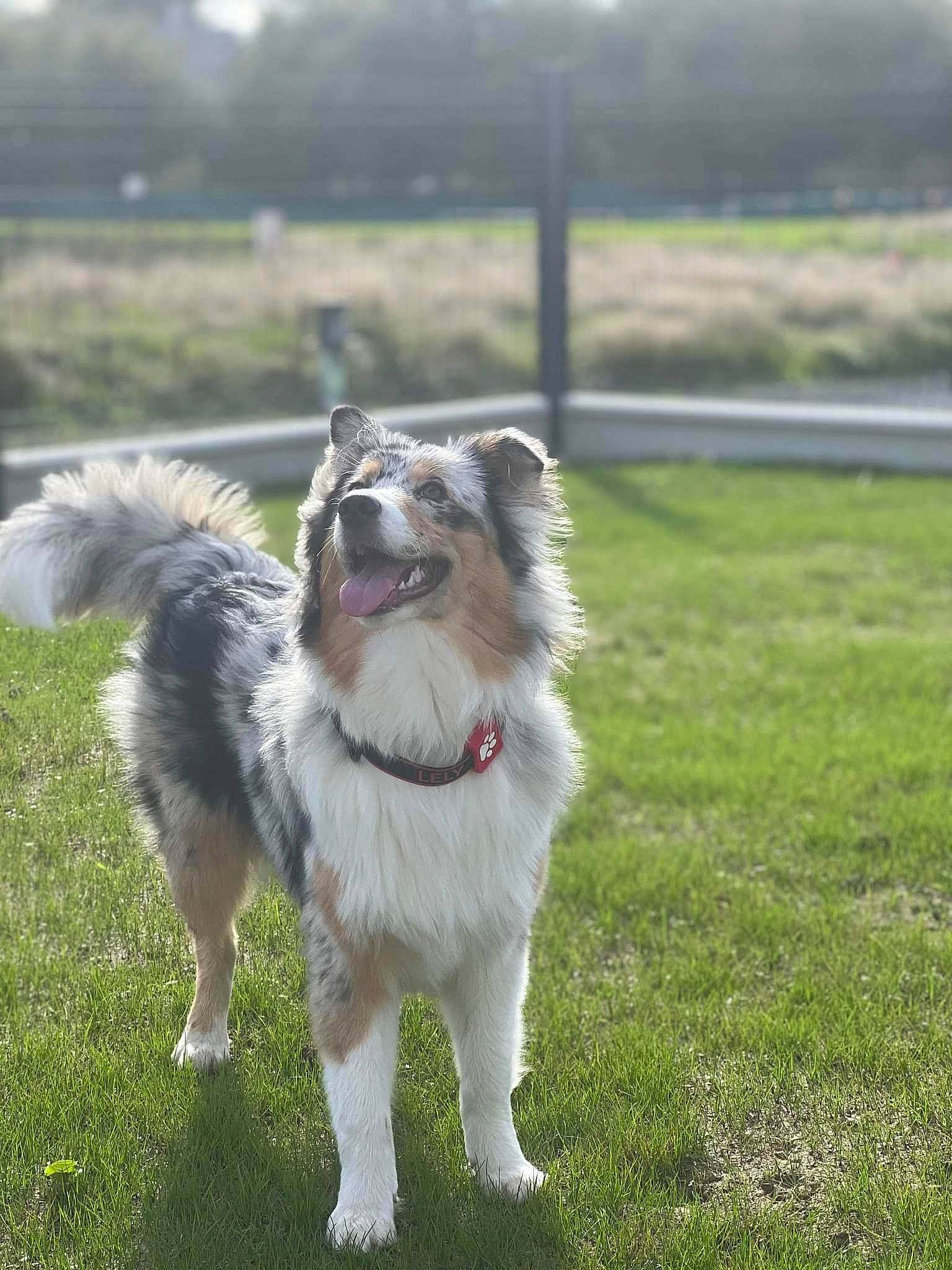 Cheyenne a rejoint le concours — aidez-le/la à gagner de superbes lots ! ancient_dog_breeds, canidae, carnivore, collar, companion_dog, dog, dog_breed, fur, grass, non_sporting_group, plant, snout, sporting_group, tail, terrestrial_animal, tree, whiskers, wildlife, working_dog