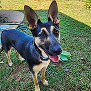 Maggie Mae Stowe joined the competition — help win amazing prizes! animal, canine, collar, dog, domestic_animal, ears_up, german_shepherd, grass, greenery, happy, mammal, nature, outdoor, pet, playful, smiling, summer, sunlight, tongue_out, yard