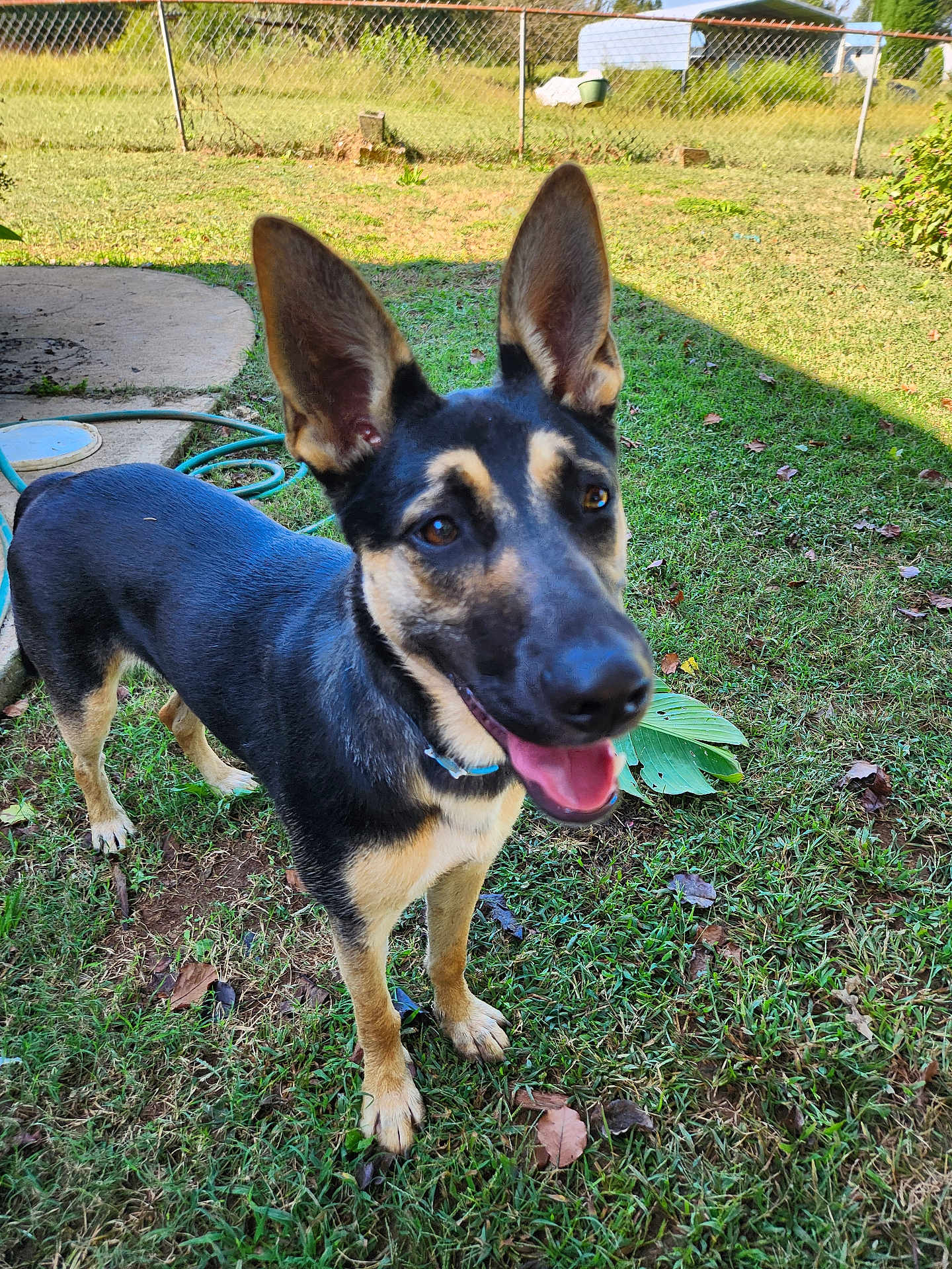 Maggie Mae Stowe joined the competition — help win amazing prizes! animal, canine, collar, dog, domestic_animal, ears_up, german_shepherd, grass, greenery, happy, mammal, nature, outdoor, pet, playful, smiling, summer, sunlight, tongue_out, yard