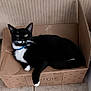 cat, black_and_white, cardboard_box, blue_collar, indoor, floor, tile, pet, animal, relaxed, paw, feline, whiskers, looking_up, domestic_cat, home, curious, lying_down, box, fur