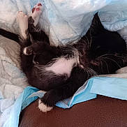 Rudy joined the competition — help win amazing prizes! kitten, cat, sleeping, black_and_white, fur, paw, blanket, cozy, resting, cute, pet, animal, indoor, soft, whiskers, young, relaxing, nap, feline, comfort