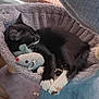 Rudy is registered to the contest to win money with this photo: cat, black_cat, white_paws, sleeping, plush_bed, stuffed_toy, mouse_toy, cozy, indoor, pet, feline, resting, cute, whiskers, soft_texture, animal, domestic_cat, relaxing, black_and_white, fur