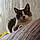 Persy
