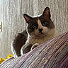 cat, indoor, couch, cushion, purple, texture, wall, flower, yellow, pet, feline, whiskers, ears, fur, relaxed, looking, closeup, animal, home, cozy