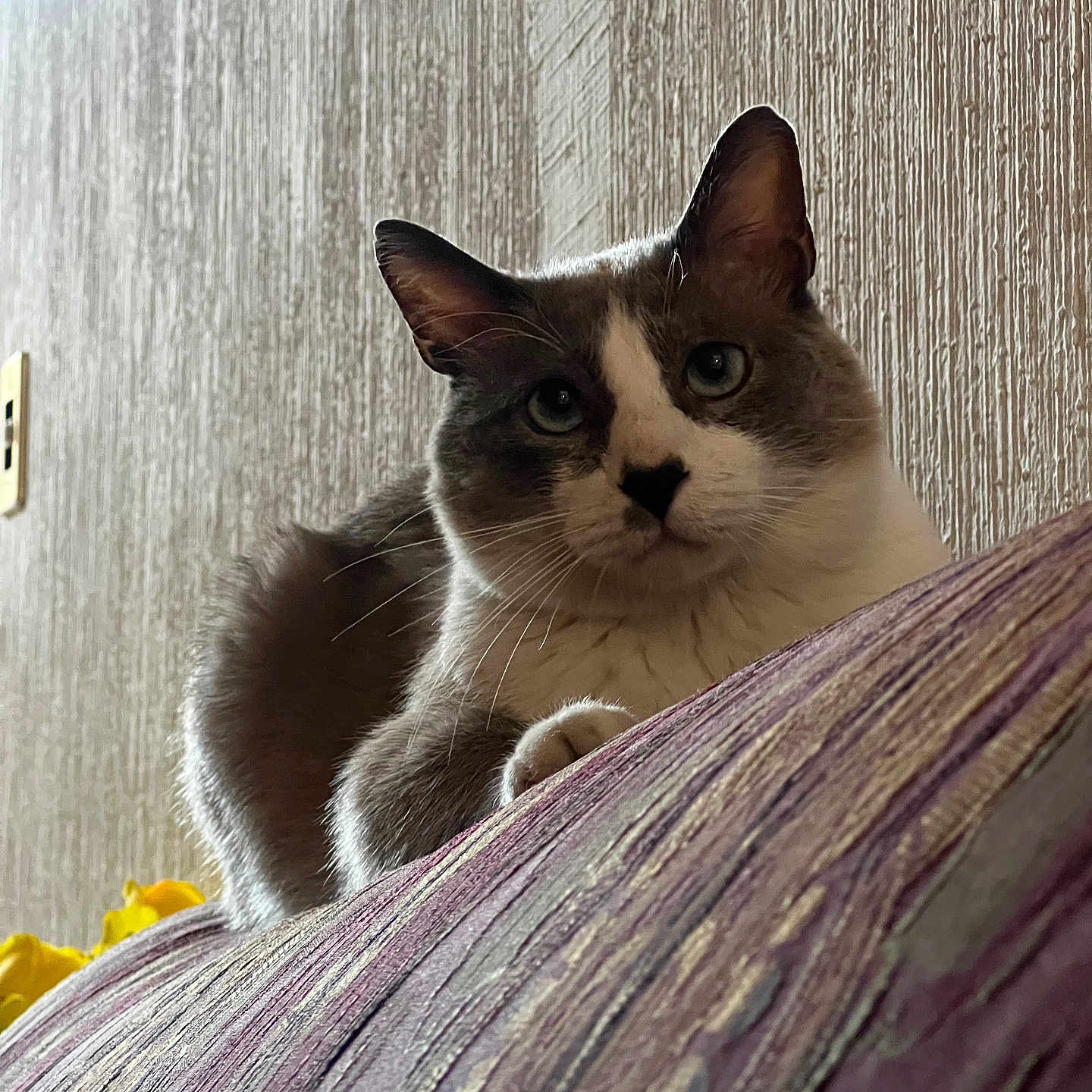 Persy is registered to the contest to win money with this photo: cat, indoor, couch, cushion, purple, texture, wall, flower, yellow, pet, feline, whiskers, ears, fur, relaxed, looking, closeup, animal, home, cozy