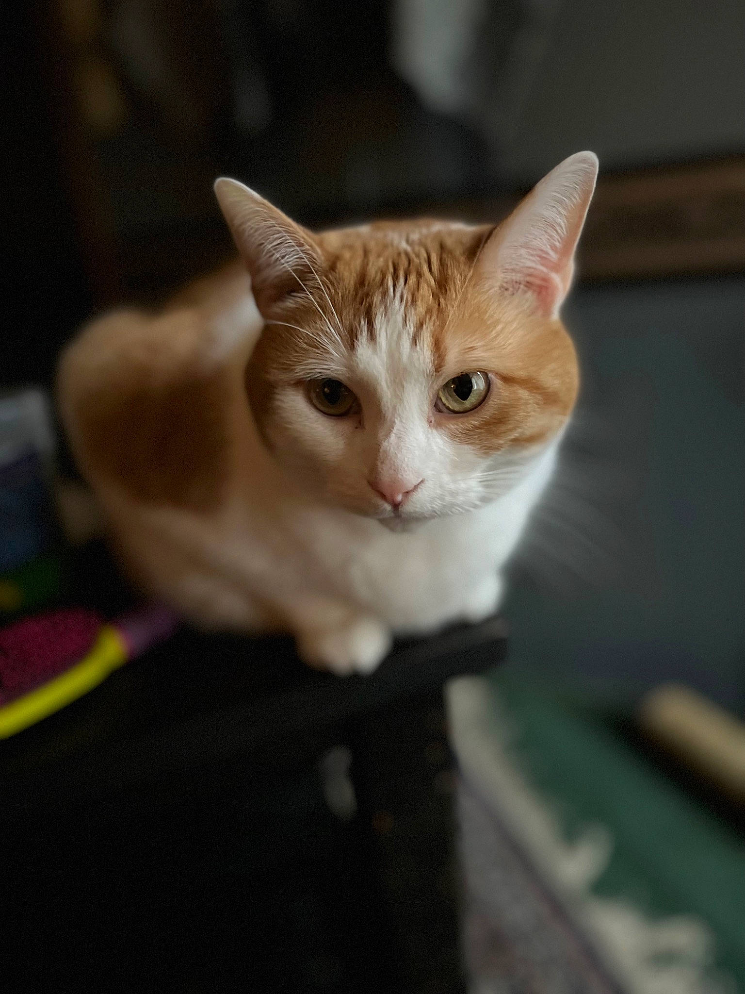 Jasper is registered to the contest to win money with this photo: carnivore, cat, collar, domestic_short_haired_cat, fawn, felidae, fur, iris, paw, small_to_medium_sized_cats, snout, tail, terrestrial_animal, whiskers, wildlife, wood