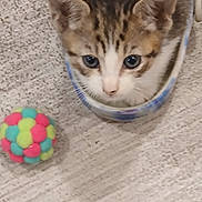 Picho is registered to the contest to win money with this photo: animal, ball, cat, closeup, colorful, cozy, curious, cute, domestic, feline, floor, indoor, kitten, patterned, pet, playful, slipper, small, toy, young