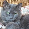 Minette participe au concours pour gagner de l'argent avec cette photo :