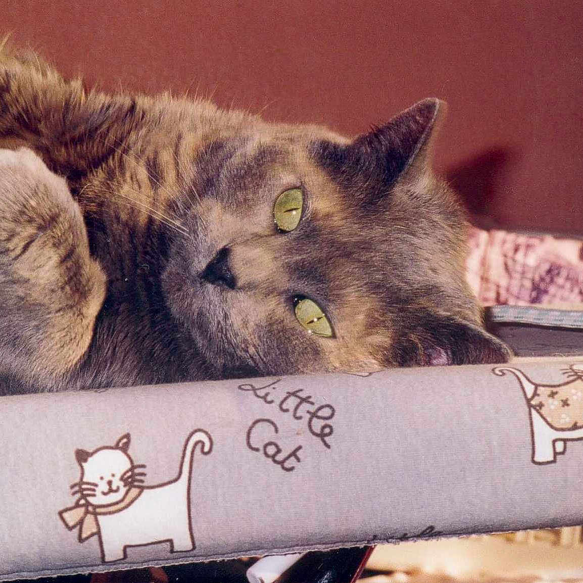 Minette