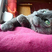 Minette participe au concours pour gagner de l'argent avec cette photo :
