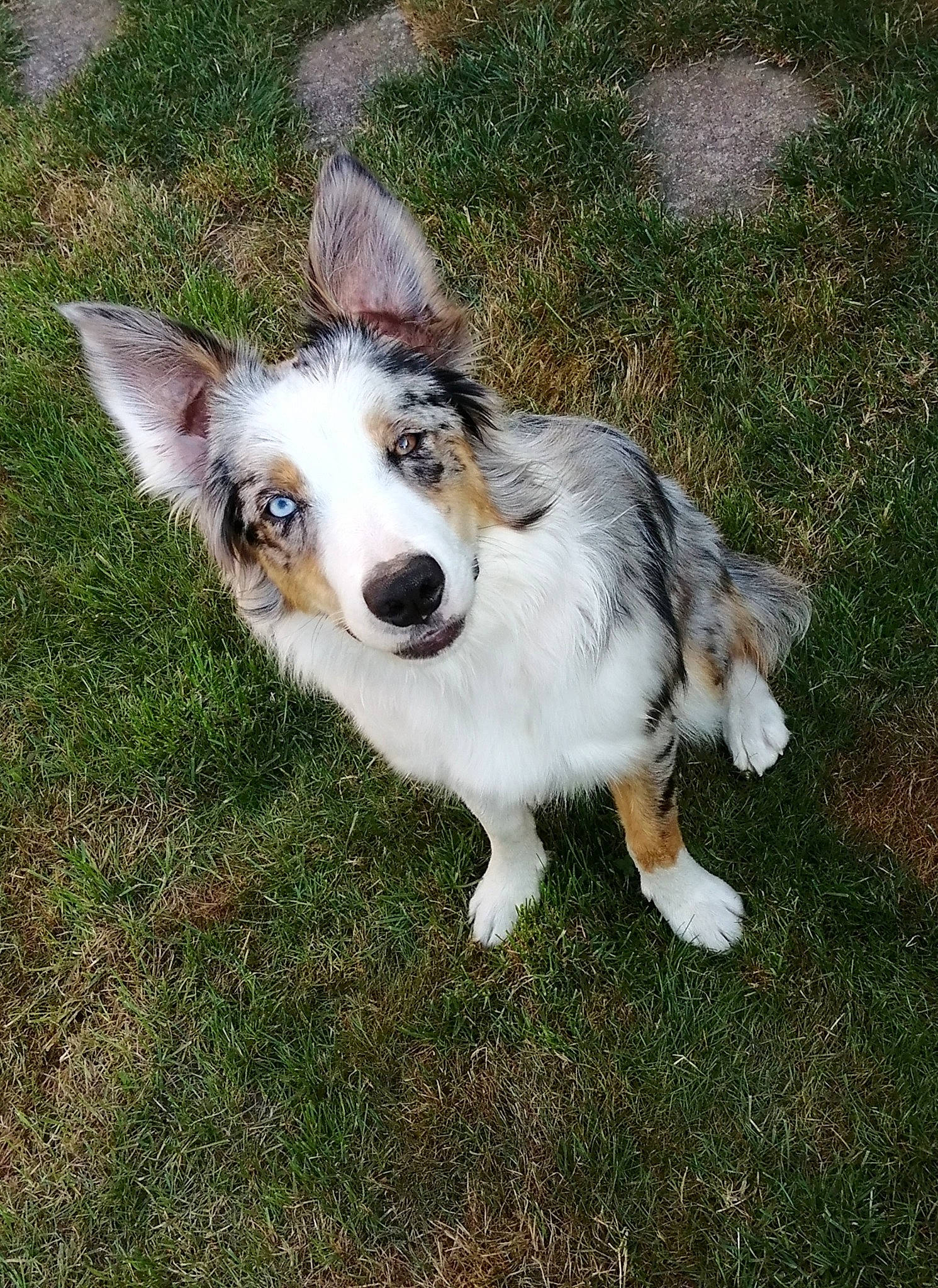 Sybelle participe au concours pour gagner de l'argent avec cette photo : canidae, carnivore, companion_dog, dog, dog_breed, fur, grass, herding_dog, koolie, plant, snout, sporting_group, tail, terrestrial_animal, whiskers, working_dog