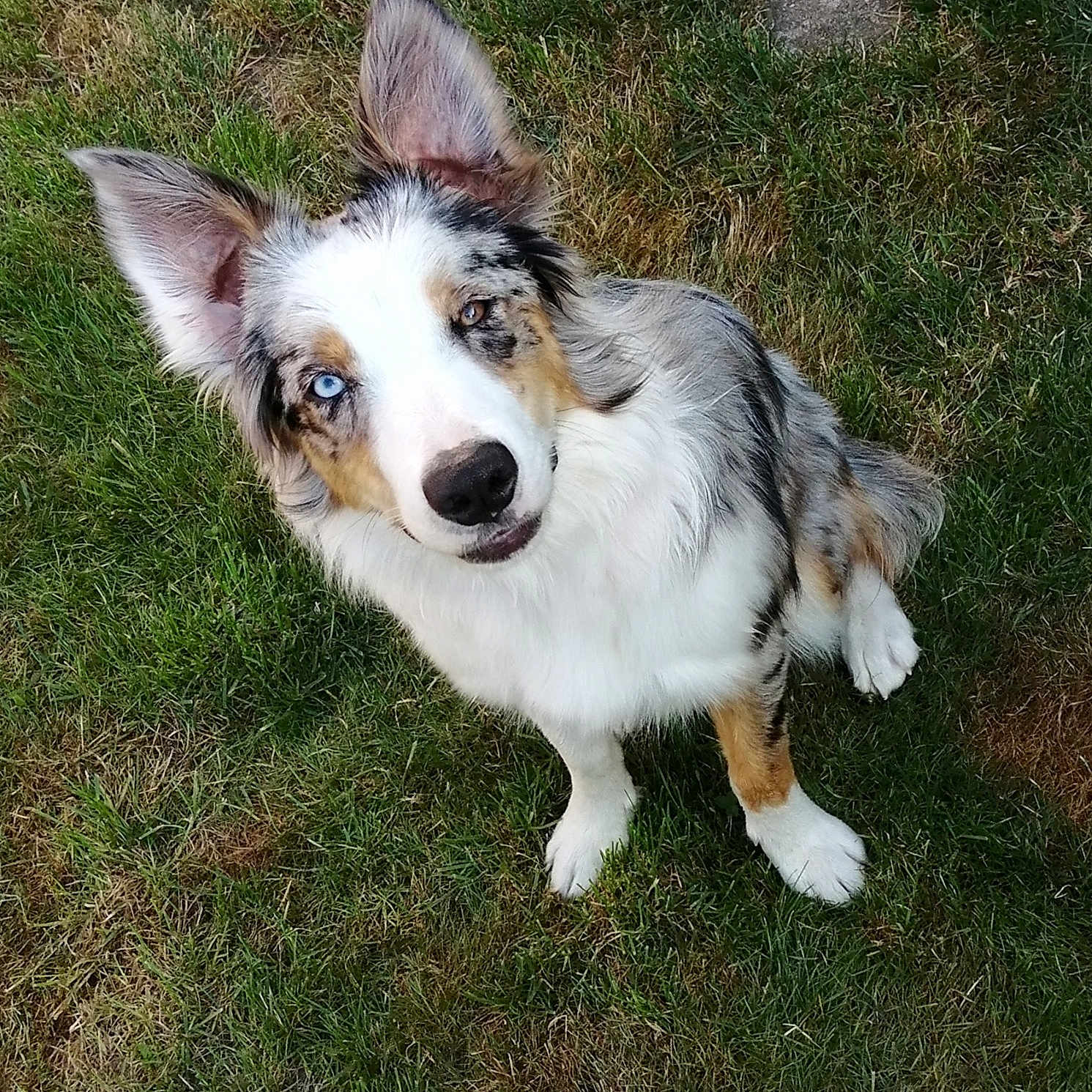 Sybelle