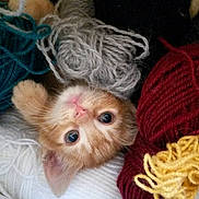 Sherkan participe au concours pour gagner de l'argent avec cette photo : kitten, cat, yarn, wool, orange_cat, curious, cozy, colorful, texture, soft, cute, pet, animal, playful, closeup, indoors, feline, knitting, nest, resting