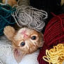 kitten, cat, yarn, wool, orange_cat, curious, cozy, colorful, texture, soft, cute, pet, animal, playful, closeup, indoors, feline, knitting, nest, resting