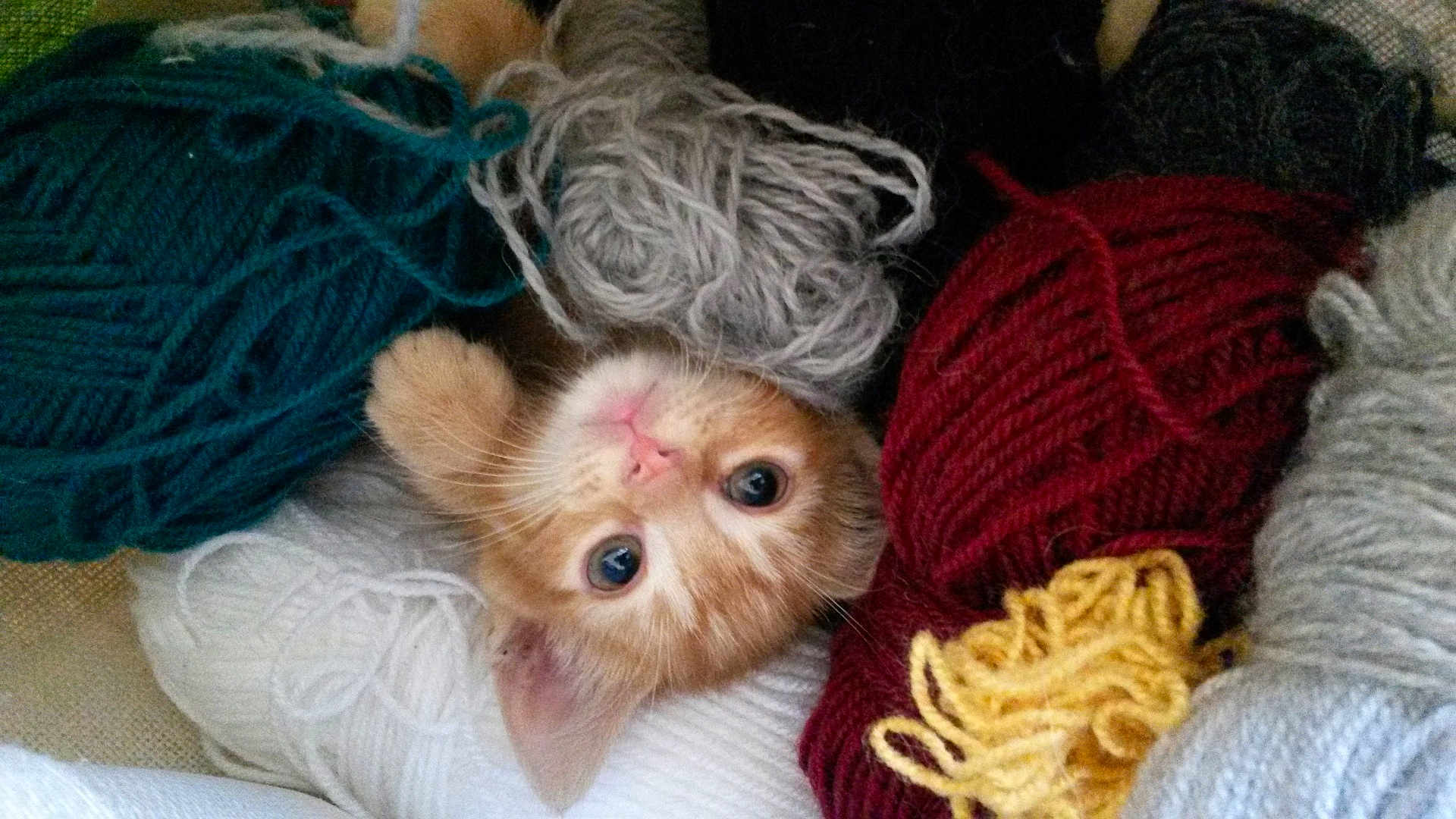Sherkan participe au concours pour gagner de l'argent avec cette photo : kitten, cat, yarn, wool, orange_cat, curious, cozy, colorful, texture, soft, cute, pet, animal, playful, closeup, indoors, feline, knitting, nest, resting