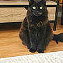 cat, black_cat, fluffy, pet, indoor, wooden_floor, furniture, cabinet, eyes, sitting, tail, home, decor, mammal, animal, domestic, cute, curious, feline, household