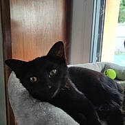 Bella a rejoint le concours — aidez-le/la à gagner de superbes lots ! black_cat, cat, pet, animal, indoor, window, bed, soft, fluffy, relaxed, yellow_tennis_ball, feline, resting, cozy, fur, ears, eyes, wooden_door, daylight, home